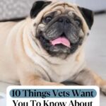 A chubby pug lies down with its tongue out&mdash;proof that even calm dogs with hidden needs require attention. Text above reads, "10 Things Vets Want You To Know About Managing Your Pet&rsquo;s Weight." Website "whatcanmydogeat.com" appears at the top.