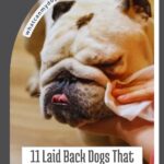 A person wipes the face of a relaxed bulldog. The image has the text: "11 calm dogs with hidden needs that require more work than you think.