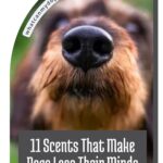 A close-up of a dog's nose with the text: "11 Scents That Make Dogs Lose Their Minds in the Funniest Ways." Discover how to help your dog live longer at whatcanmydogeat.com.