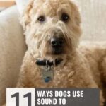 A curly-haired tan dog sits on a couch, looking at the camera. Text overlay reads: "11 ways dogs use sound to communicate with their humans&mdash;and how dogs bring joy to everyday life." Website name appears at the top.