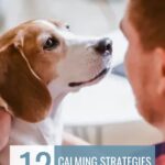 A person gently holds and comforts a brown and white dog. Text reads: "12 Calming Strategies for Anxious Dogs" and "WHATCANMYDOGEAT.COM"—helping you calm dogs with hidden needs.