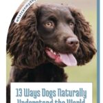 A brown dog with curly fur and floppy ears looks to the side with its mouth open. The text reads, "13 Ways Dogs Naturally Understand the World Better Than We Do&mdash;plus tips on how to help your dog live longer.