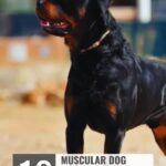A muscular Rottweiler stands outdoors. Text reads: "WHATCANMYDOGEAT.COM" at the top, and "10 muscular dog breeds that shaped American dog breeds history" at the bottom.