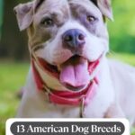 A happy American Pit Bull Terrier with a pink collar lies on grass. Text reads: "13 American Dog Breeds With Deep Roots in U.S. History" and "American dog breeds history" at the top, along with whatcanmydogeat.com.