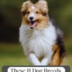 A fluffy brown, white, and black dog is running on grass with its mouth open. Text above reads "WHATCANMYDOGEAT.COM" and below, "These 11 Dog Breeds Have Energy That Never Ends—discover American dog breeds history.