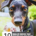 A small black dog with tan markings holds a toy in its mouth, looking at the camera—one of many signs your dog sees you as leader. The image text reads: "10 smaller breeds that give you big-dog traits in a manageable size.