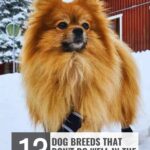 A fluffy, orange Pomeranian dog stands on snow wearing black booties—one of many breeds that don’t do well in the cold. Spot the signs your dog sees you as leader as he braves the winter scene near a red house and snowy trees.