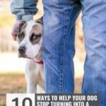 A person in blue jeans stands next to a nervous-looking white and brown dog, gently holding its collar. Text overlay reads: "10 ways to help your dog stop turning into a nervous wreck around other dogs—and how to build trust with your dog.