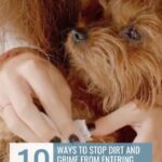 A person wipes the paw of a small brown dog with a cloth. Text overlay reads: "10 ways to stop dirt and grime from entering your home through your dog's paws—and how to build trust with your dog.