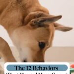 A brown dog with pointed ears sniffs the floor near colorful toys. Text overlay reads: "The 12 Behaviors That Reveal How Smart Your Dog Really Is&mdash;and how to build trust with your dog.