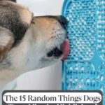 A dog licks a blue textured mat mounted on a wall, a simple joy that shows how to build trust with your dog. Text at the bottom reads, "The 15 Random Things Dogs Treat Like the Highlight of Their Day." Website address appears at the top.