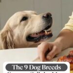 A golden retriever looks eagerly at a person&rsquo;s hand near a plate of food, with text saying, &ldquo;The 9 Dog Breeds Experts Call the Most Food Motivated&mdash;and how to build trust with your dog.&rdquo;.
