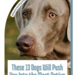 A close-up of a Weimaraner dog with light eyes and gray fur. Text overlay reads: &ldquo;These 13 Dogs Will Push You Into the Most Active Version of Yourself&mdash;and show you how to build trust with your dog.&rdquo; Website address is shown at the top.