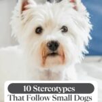 A fluffy white small dog, possibly a West Highland Terrier, sits on a bed. Text on the image reads: “10 Stereotypes That Follow Small Dogs Everywhere They Go.” Discover how American dog breeds history shapes these common perceptions.