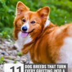 A happy, fluffy brown and white dog stands outdoors on a rocky path with green grass in the background. Text above reads, &ldquo;WHATCANMYDOGEAT.COM&rdquo; and below, &ldquo;11 dog breeds with attitude that turn every greeting into a full-body celebration.&rdquo;.