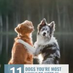 Two dogs, one brown and one black-and-white, sit side by side with their front legs around each other in a hug by a lakeside. Text reads: "11 Dog Breeds with Attitude You're Most Likely to Meet in European Homes.