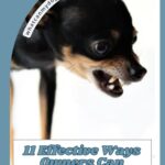 A small black and tan dog snarling with bared teeth. Text reads: “11 Effective Ways Owners Can Address Dog Breeds With Attitude Who Food Guard.” A curved banner says “whatcanmydogeat.com.”.