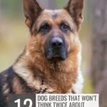 A German Shepherd sits outdoors, looking alert. Text reads: "12 dog breeds with attitude that won't think twice about protecting their family" and "whatcanmydogeat.com" at the top.