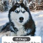 A Siberian Husky with blue eyes stands in a snowy forest. Text above reads "15 Dog Breeds With Attitude That Are Happiest When the Snow Starts Falling.