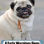 A pug, one of the dog breeds with attitude, sits on a paved surface, wearing a red and gold collar. Text above reads "WHATCANMYDOGEAT.COM" and below says "8 Early Warning Signs of Diabetes in Dogs.