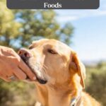 A person gently touching the chin of a golden dog outdoors, with text above saying, "Bring Your Dog&rsquo;s Dull Coat Back to Life With These 9 Foods," inspired by American dog breeds history, and a website link, whatcanmydogeat.com, at the bottom.
