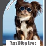 A small brown and white dog wearing round sunglasses sits on sand with its ears blowing in the wind. Text reads: "These 10 Dog Breeds with Attitude Have a Serious Problem and Zero Regrets.