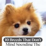 A fluffy brown Pomeranian dog being held, with text overlay: "10 Breeds That Don&rsquo;t Mind Spending The Day Under Your Desk." The website "whatcanmydogeat.com" is at the top, featuring tips like dog breath home remedies.