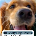 A close-up of a happy golden retriever with its tongue out in front of a blue sky, with text overlay: "10 Goofy Dog Breeds That Make Everyone Laugh&mdash;and some top dog breath home remedies.