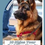 A German Shepherd on a red leash sits calmly next to a person. Text reads: "10 Signs Your Dog Sees You As The One In Charge" along with signs your dog sees you as leader and the web address, whatcanmydogeat.com, above.