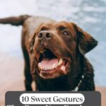 A happy brown Labrador with its mouth open and tongue out stands near water; overlaid text reads, "10 Sweet Gestures That Prove Your Dog Loves You&mdash;plus simple dog breath home remedies.