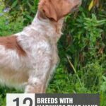 A brown and white dog with unique markings stands in profile outdoors, surrounded by green foliage. Text overlay reads: "12 breeds with markings that show signs your dog sees you as leader.