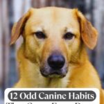 A golden-brown dog with alert ears looks at the camera. Text above reads "WHATCANMYDOGEAT.COM" and below says "12 Odd Canine Habits That Come From Deep-Rooted Instincts." Discover tips like dog breath home remedies. Blurred trees are in the background.