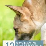 A dog with brown and white fur sniffs the grass. Text above reads, &ldquo;WHATCANMYDOGEAT.COM&rdquo; and below, &ldquo;12 Ways Dogs Use Their Nose to Make Sense of the World&mdash;plus tips on dog breath home remedies.&rdquo;.