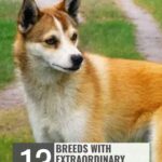 A brown and white dog stands on grass near a pathway. The text above reads "whatcanmydogeat.com" and a banner below says "13 breeds with extraordinary features and signs your dog sees you as leader you'll notice right away.