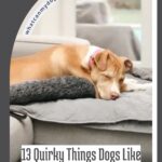 A tan dog with a pink collar sleeps curled up on a gray sofa, surrounded by soft blankets. Text reads: "13 Quirky Things Dogs Like to Do When They Think They're Alone&mdash;plus signs your dog sees you as leader.