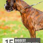 A brown and black brindle dog on a leash stands outdoors on grass with autumn leaves. Text reads: &ldquo;WHATCANMYDOGEAT.COM. 15 Biggest Oversights When Picking a Dog&mdash;including dog breath home remedies.&rdquo;.