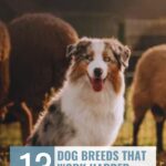 An Australian Shepherd, one of the dog breeds that almost vanished from history, sits in a field with sheep. Text reads: "13 Dog Breeds That Work Harder Than Most People" and "whatcanmydogeat.com" at the top.
