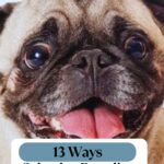 Close-up of a pug dog with a wrinkled face and tongue out. Text above reads "WHATCANMYDOGEAT.COM," and below, "13 Ways Selective Breeding Changed Dogs—including dog breeds that almost vanished from history.