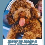 A happy brown curly-haired dog—one of the dog breeds that almost vanished from history—sits in a car window, tongue out, with a smiling person behind it. Text reads, "How to Help a Dog That Gets Stressed About Car Rides.
