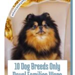 A fluffy Pomeranian dog with black and tan fur sits on an ornate, golden chair—just like famous movie and TV dogs. Text overlay reads, "10 Dog Breeds Only Royal Families Were Allowed to Own.