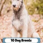 A large, shaggy grey dog sits outdoors on a blurred natural background. Text reads: &ldquo;10 Dog Breeds That Almost Vanished From History,&rdquo; highlighting rare dog breeds that almost vanished from history, with a website name at the top.