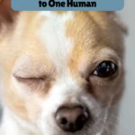A close-up of a small dog with light brown and white fur winking with its left eye. Text above reads "10 Dogs That Get Deeply Attached to People." Website link appears at the bottom.