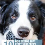 A black and white dog holds a spiky ball in its mouth. Text reads: "10 Dog breeds that keep their puppy personalities for life, just like famous movie and TV dogs," with the website "whatcanmydogeat.com" at the top.