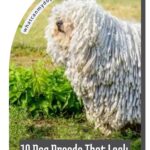 A Komondor dog with long, corded white fur stands on grass. Text reads: "10 Dog Breeds That Look Nothing Like the Rest," featuring dogs that get deeply attached to people. whatcanmydogeat.com.