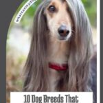 A long-haired dog with silky fur covering its face wears a red collar. Text on the image reads, "10 Dog Breeds That Require More Work Than Most People Expect," featuring dogs that get deeply attached to people.