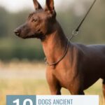 A hairless dog with upright ears stands on a leash outdoors. Text reads: "WHATCANMYDOGEAT.COM. 10 dogs that get deeply attached to people and were believed by ancient civilizations to have spiritual power.