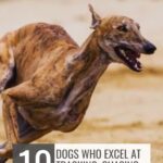 A brown greyhound runs at high speed, mouth open, on a sandy surface. Text reads: "10 Dogs Who Excel at Tracking, Chasing and Cornering Prey&mdash;just like famous movie and TV dogs" and "WHATCANMYDOGEAT.COM" at the top.