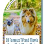 A fluffy Collie dog and a cat walk side by side on a leaf-covered path in a forest. Text reads: "10 famous movie and TV dogs that made their breeds icons." Website: whatcanmydogeat.com.