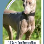 A slender, short-haired dog with a light brown coat stands outdoors on a leash. Text reads, "10 Rare Dog Breeds You Almost Never See in Everyday Life—unlike the famous movie and TV dogs everyone knows.