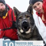 A German Shepherd stands in the snow with two people wearing red jackets behind it. Text reads: "10 Trusted Dog Breeds for Search and Rescue Work&mdash;featuring dogs that get deeply attached to people.